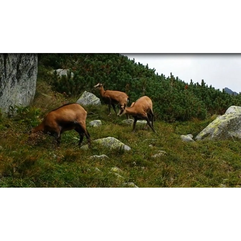 Slovakia - High Tatras - Vysoké Tatry - chamois