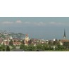 Switzerland - bees -Bodensee Constance Lake - Spring