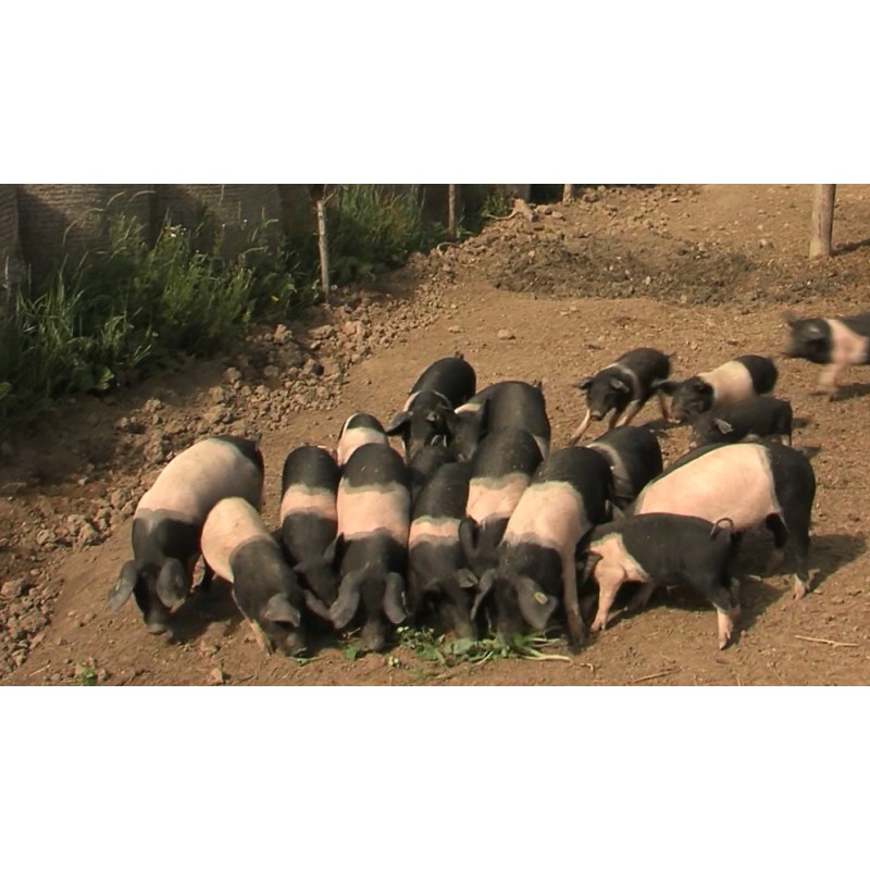 CR - animals - pigs - piglet