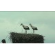 cr - animals - swan - duck - stork
