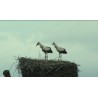 cr - animals - swan - duck - stork