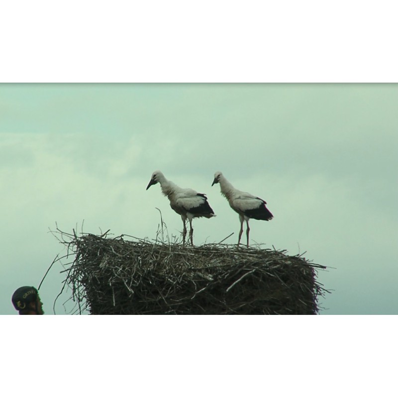 cr - animals - swan - duck - stork