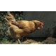 CR - animals - hen