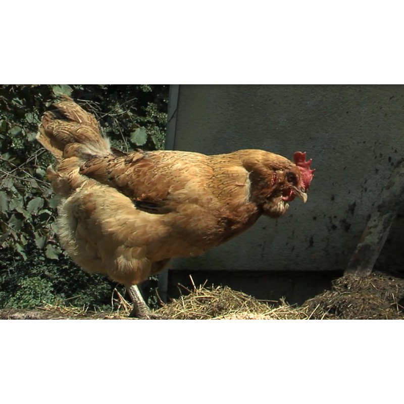 CR - animals - hen