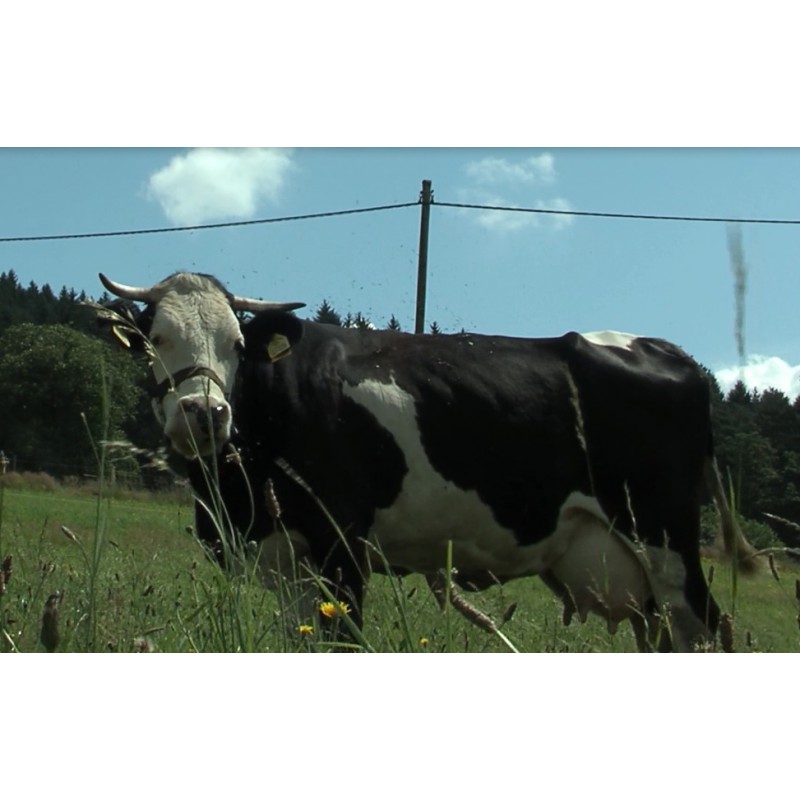 ČR - zvířata - krávy - pastva